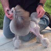 Ch. Cabryn Sierra Sterling