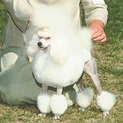 Ch. Showoff Magic Johnson